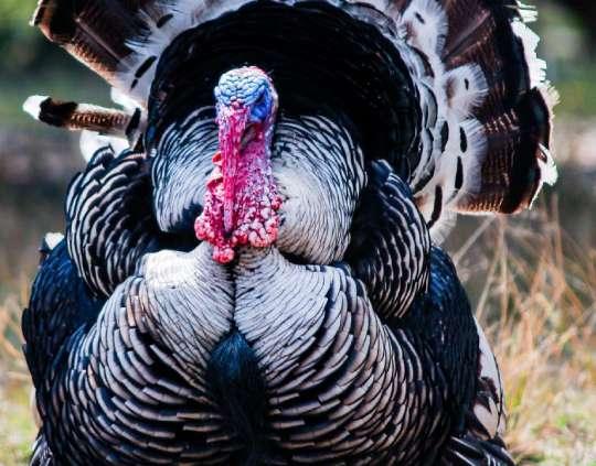 Spring Turkey Tactics Iceland Coolers